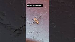 Download lagu This Melon fly is so attractive 😍🍈🪰 #pest #melon #fly #nature #insects #diptera #shorts mp3