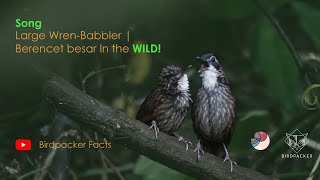 Download lagu Kicauan burung Berencet besar | Turdinus macrodactylus lepidopleurus | Large Wren-Babbler di Alam mp3