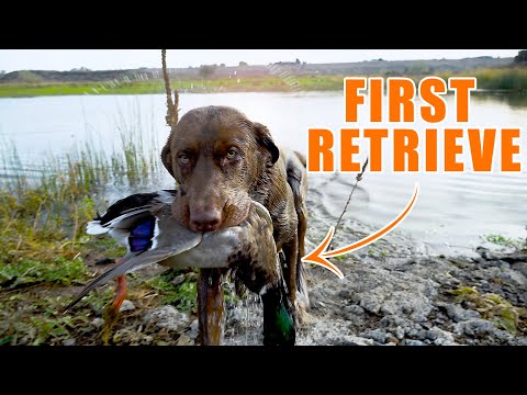 Watch this Dog Retrieve His FIRST EVER DUCK! - And some duck hunting.