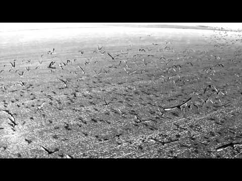 Free Download Marimba Swarm KONTAKT