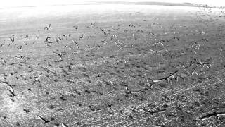 Video thumbnail for Spitfire Presents: Marimba Swarm Teaser by Spitfire Audio