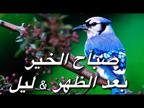 Arabic Good Morning to Night Video