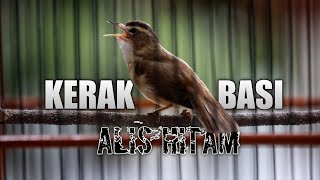 Download lagu KERAK BASI ALIS HITAM GACOR NGEROLL PANJANG mp3