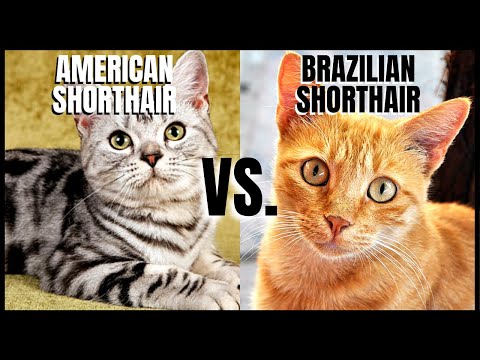 American Shorthair Cat VS. Brazilian Shorthair Cat