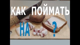 Можно ли на донку насаживать кусочки сала или рыбы
