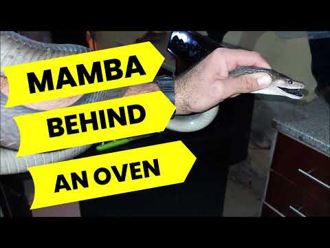 BLACK MAMBA BEHIND AN OVEN!