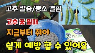 고추칼슘붕소결핍 고추꽃이필때 지금부터 이것을 줘야 쉽게 예방 할 수 있습니다 보락스그린 고추석회결핍 고추곡과…