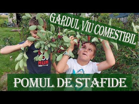 Raisin tree, Canadian blueberry, honey cranberry or edible hedge - The miracle shrub