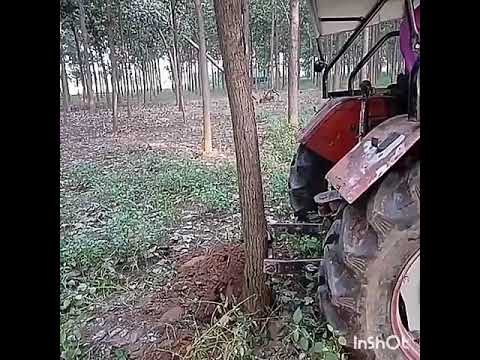 Poplar farming and old trees removing