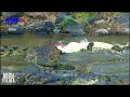Crocodile Attack On Wildebeest Wildlife Animal Planet ASP PRO
