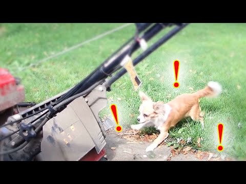 YouTube video about: Why does my dog bark at the lawn mower?