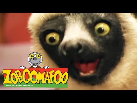🐒 Zoboomafoo 🐒 107 | Slimy Buddies - Full Episode | Kids TV Shows