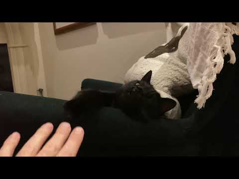 Dicky the cat taking it easy😹