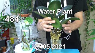 Pflanzen Wissen Spezial. Wasserkultur Anzucht, Vermehrung. Hydroponik der Zimmerpflanzen