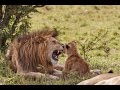 Lion Cubs