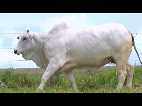 SAMIRA DA SANTO ANGEL