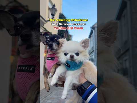 The Travelling Chis Cedric&Maya discover Medieval streets of Tallinn Old Town #dogshorts