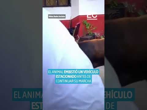 Toro se escapa en Píllaro