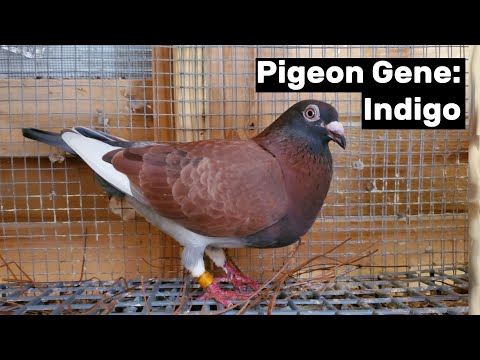, title : 'Pigeon Gene: Indigo'