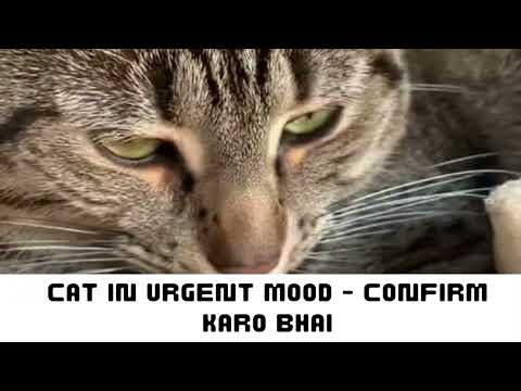 Cat in urgent mood