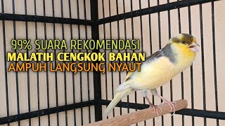 Download lagu kenari gacor panjang Cuit Cuit EMOSI, Pancingan Kenari Paud Belajar Bunyi, terapi AMPUH Kenari MACET mp3 Download lagu kenari gacor panjang Cuit Cuit EMOSI, Pancingan Kenari Paud Belajar Bunyi, terapi AMPUH Kenari MACET mp3