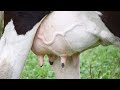 The Only Best Treatment For Mastitis In Dairy Cows
