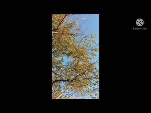 Cartoon, nublu, Gameboy Tetris - Biology [NCS Release] SONG