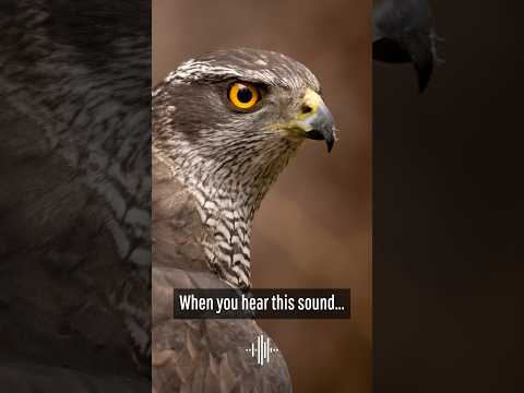 The sound of the Eurasian Goshawk #birdphotography #birds #birding #birdwatching #bird