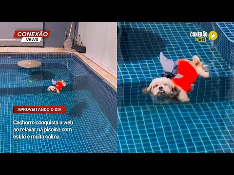 Vídeo: Cachorro conquista a web ao relaxar na piscina com estilo e muita calma.