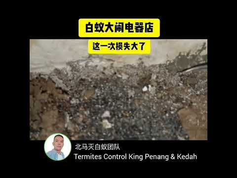 白蚁大闹电器店