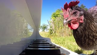 GoPro Awards: Chicken Sonata
