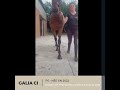 Mare Thoroughbred For sale 2022 Bay