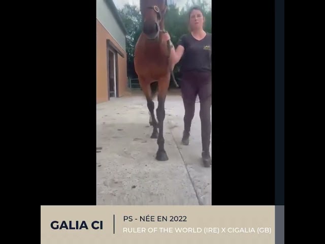 Mare Thoroughbred For sale 2022 Bay