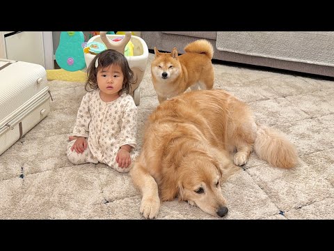 怒られるとみんなで身を寄せ合い防衛体制に入る豆柴とゴールデンレトリバーと1歳児