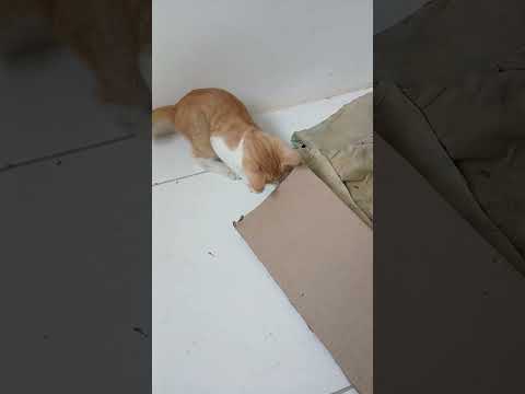 Vídeo de Léo