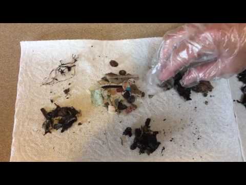 Inside the Bolus: Laysan Albatrosses and Plastic Ingestion – May 26, 2017