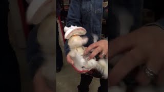 faze tari jucarie amuzanta