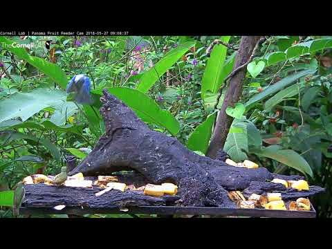 Video 2018 05 27 090818 two female Red legged Honeycreepers are wary of the wasps edit