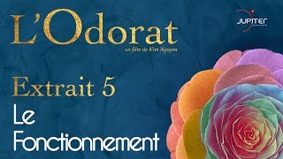 Vignette de Notre odorat se développe avant la naissance