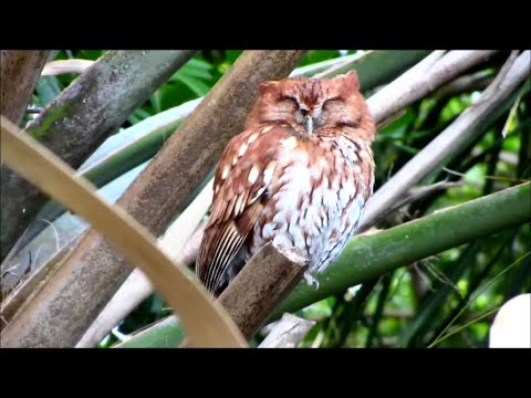 Eastern Screech Owl Calls - A Snake to the Nest Box