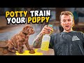 Puppy Training How To Potty Train A PUPPY In 5 Minutes