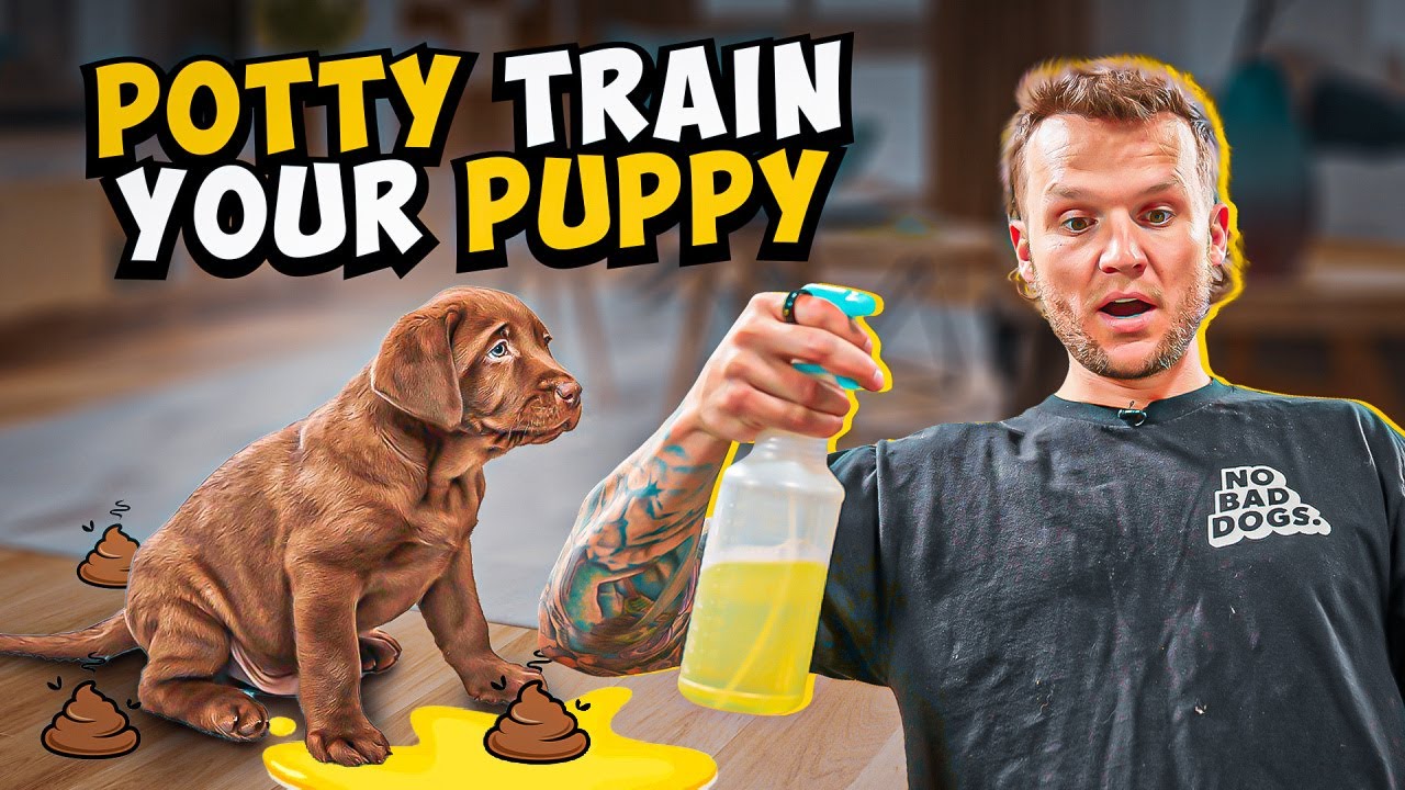 Puppy Training - How To Potty Train A PUPPY In 5 Minutes!