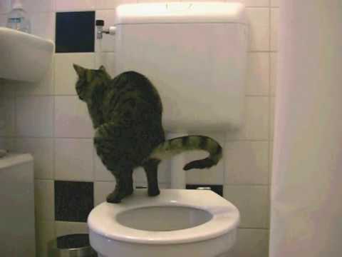 Cat Taking a Huge Dump On The Toilet (with splash sound ...