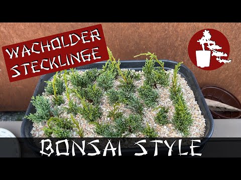 Wacholder Stecklinge | Chin. Wacholder (Juniperus chinensis) | #068 Bonsai Style
