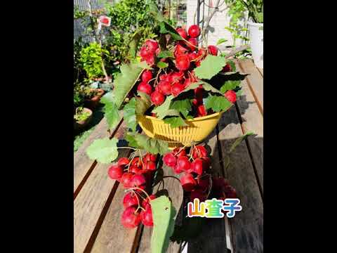 草が茂ったサンザシ 植物