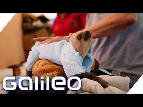 The Sloth Orphanage in Costa Rica | Galileo | ProSieben