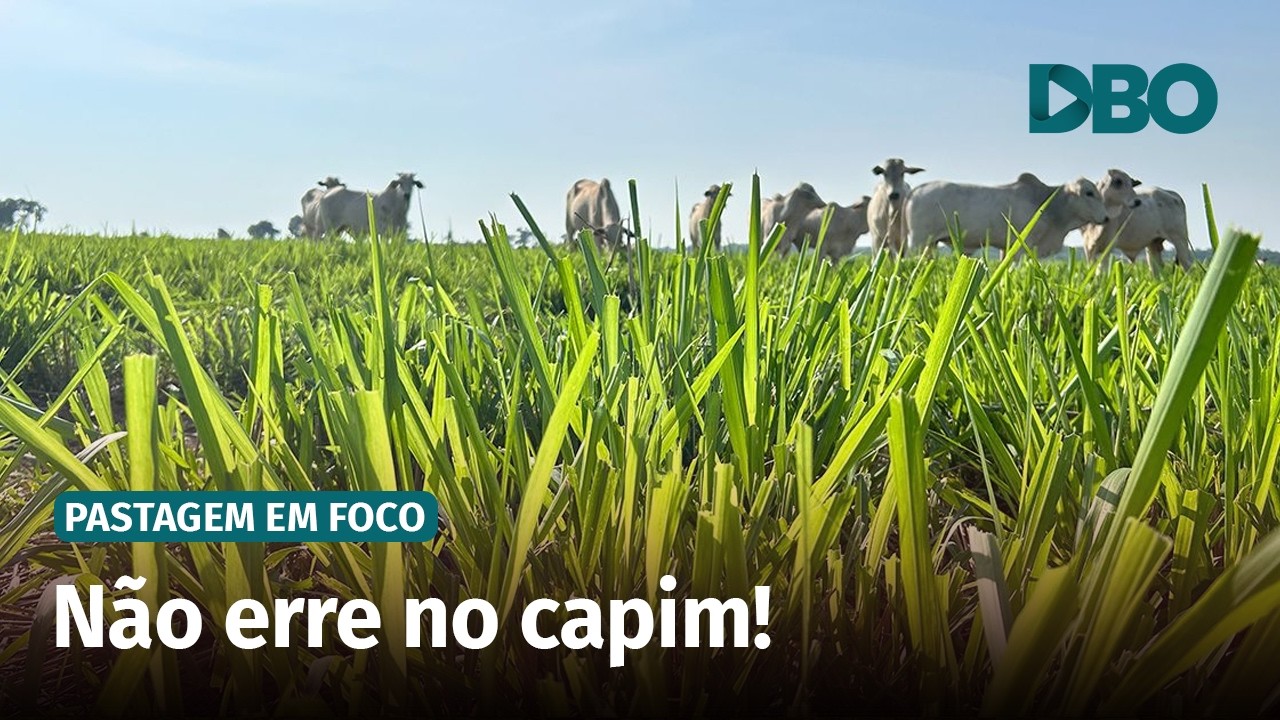 Qual o melhor capim para sua fazenda?