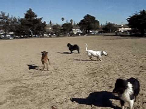 Bender vs park dog Bruno II