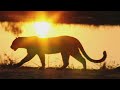 International Tigers Day Jul 29 Tigers Day Whatsapp Status Tigers Attitude Status