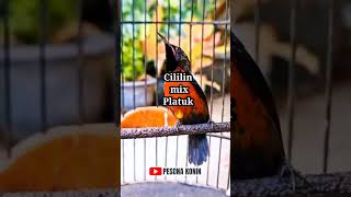 Download lagu KONIN GACOR ISIAN CILILIN & PELATUK‼️ #koningacor #kolibrininja mp3